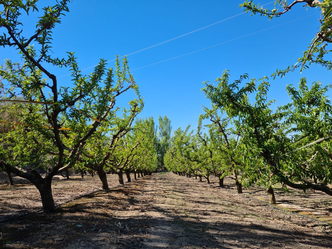 WiseconnEurope's tweet photo. La #siccità è un’autentica emergenza in #Spagna, dove il nostro regional manager Cristian Duschner ha incontrato importanti aziende agricole e stakeholder nei gironi scorsi per illustrare i benefici della nostra tecnologia brevettata #DropControl💧📱 https://t.co/i90ozh5J3X