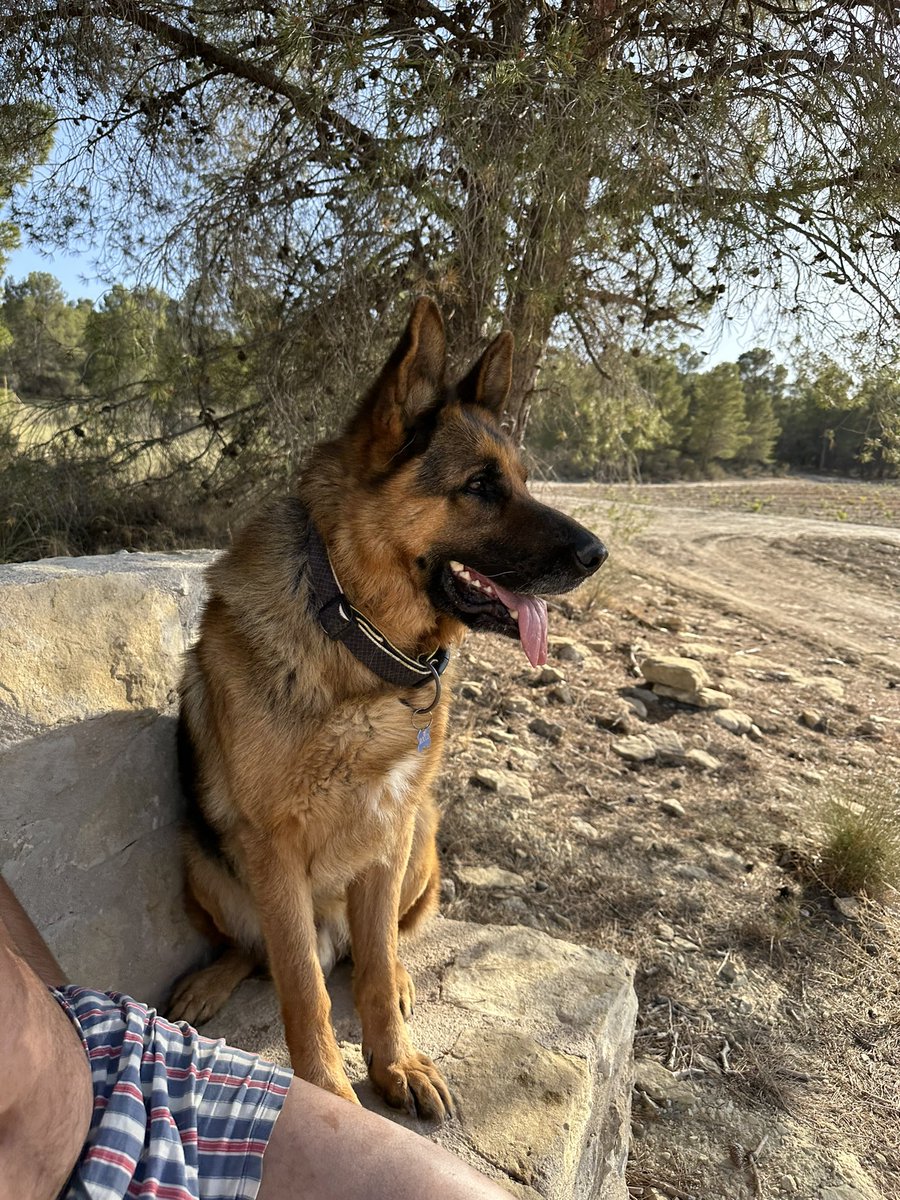 Rocco. Cuida de la Garnacha <a href="/BodegasCasaRojo/">CasaRojo</a>