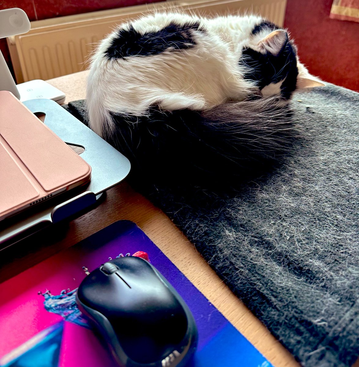Dollydealer's tweet photo. My constant companion whilst working from home. Yes, it’s her blanket on my desk so she’s comfortable - this is Florence’s world, I’m just here to serve 😹 #snoozykitty https://t.co/Q9KLzQ2pBE