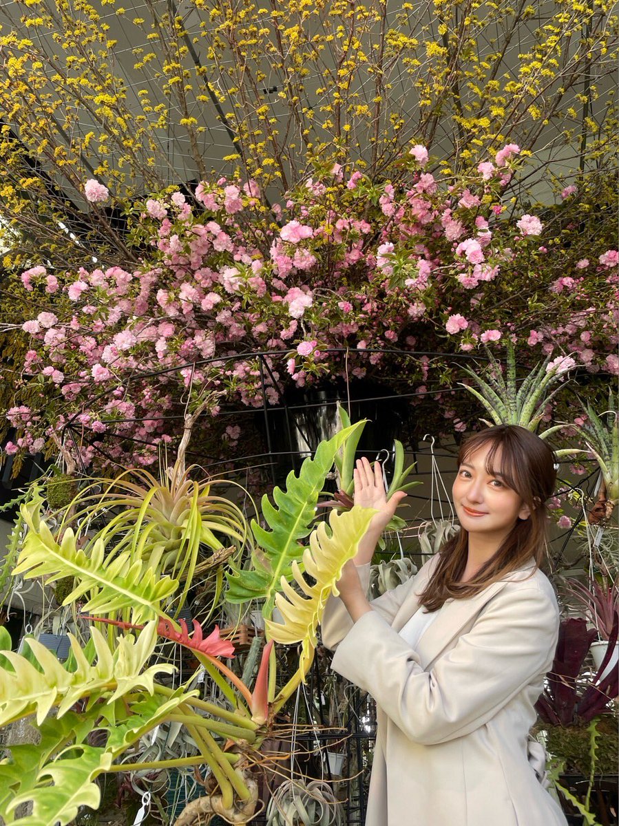 jcom_hyogo's tweet photo. 本日のLIVEニュースは、川西市にあるレア植物の宝庫 花宇宙から羽田優里奈が中継でお届けしました！明日からはじまる「第１７回 水と緑 西畠勲造Dream Garden」の楽しみ方や川西警察署からのお知らせなどをお届け
再放送、どろーかるアプリ（今日から1週間視聴可能）でもぜひご覧ください✨ https://t.co/3Vfsop7fGk