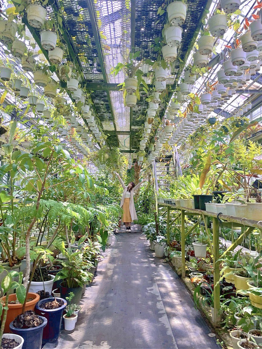 jcom_hyogo's tweet photo. 本日のLIVEニュースは、川西市にあるレア植物の宝庫 花宇宙から羽田優里奈が中継でお届けしました！明日からはじまる「第１７回 水と緑 西畠勲造Dream Garden」の楽しみ方や川西警察署からのお知らせなどをお届け
再放送、どろーかるアプリ（今日から1週間視聴可能）でもぜひご覧ください✨ https://t.co/3Vfsop7fGk