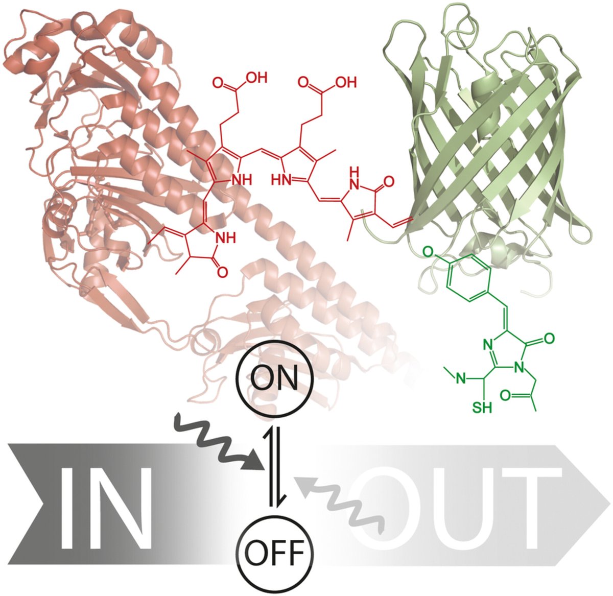 Review ✳ It's a two-way street: #Photoswitching and reversible changes of the protein matrix in photoswitchable fluorescent proteins and #bacteriophytochromes 🖊Elsa Rodrigues @ElsaCRodrigues, Andre Stiel @stiel_lab ➡ bit.ly/3zSIBAI #optogenetics #photophysics