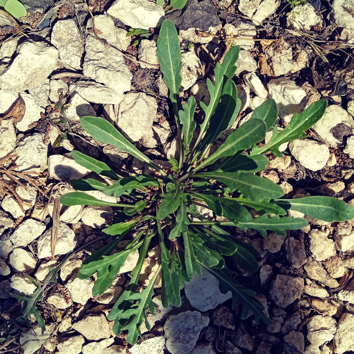 foragers_buddy's tweet photo. Wild rocket, also known as arugula, is a tasty and nutrient-rich leafy green that can add a peppery kick to any dish. Best of all, it's often  found growing wild in urban and rural areas, making it a great choice  for foragers and foodies alike #WildRocket #Arugula #Foraging 🌿👩‍🌾 https://t.co/MolRWEgcea