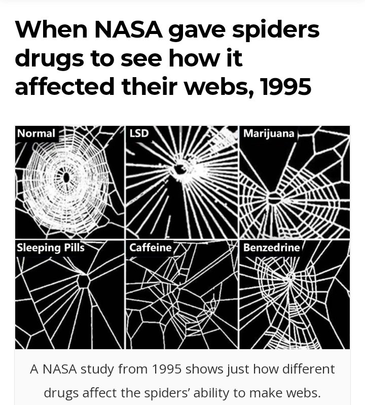 SunitaDevadas's tweet photo. Have we secreatly wondered the effect of #Caffene #Alchohol #RecreationalDrugs n other #NervousStimulants on our system?
Here's an experiment done by @NASA in 1995 on spiders on their web-building ability under the influence of these chemicals
A picture speaks a 1000 words! https://t.co/OQvzNV5V3d
