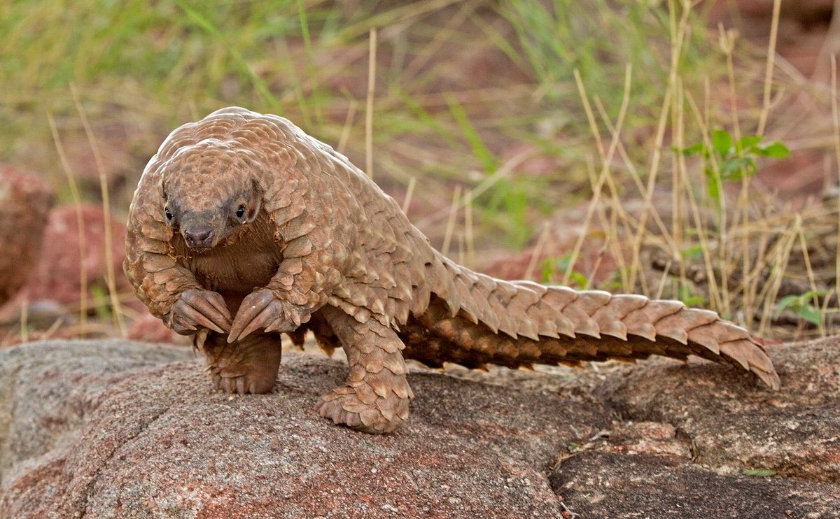 Why do pangolins always look like they want to ask if you have a minute to talk about Jesus Christ?