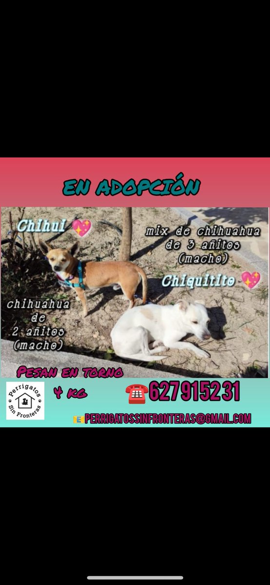 AnimalistaEleos's tweet photo. Ayudamos compartiendo.
#AdoptDontShop #AdoptaNoCompres https://t.co/ItdD66BQFf