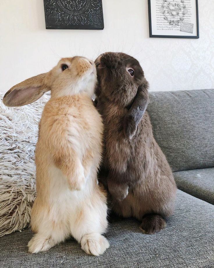 RabbitEveryHour's tweet photo. https://t.co/Ne6Fe8SSw0