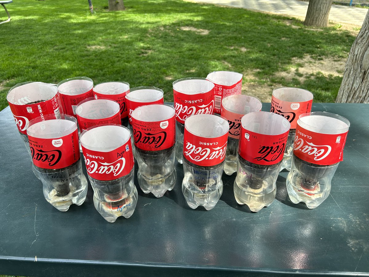 Thank you <a href="/CocaCola/">Coca-Cola</a> for helping #tashschool G2 Ss build self-watering planters. <a href="/tamsinttate/">Tamsin</a> <a href="/DohaDerek/">Derek Nelson</a> <a href="/billkralovec/">Bill Kralovec</a> #coke #outdoorlearning #reduce #reuse #recycle <a href="/noahbeaumont/">Noah Beaumont</a> #gardening  <a href="/CocaColaUz/">Coca-Cola Uz </a>