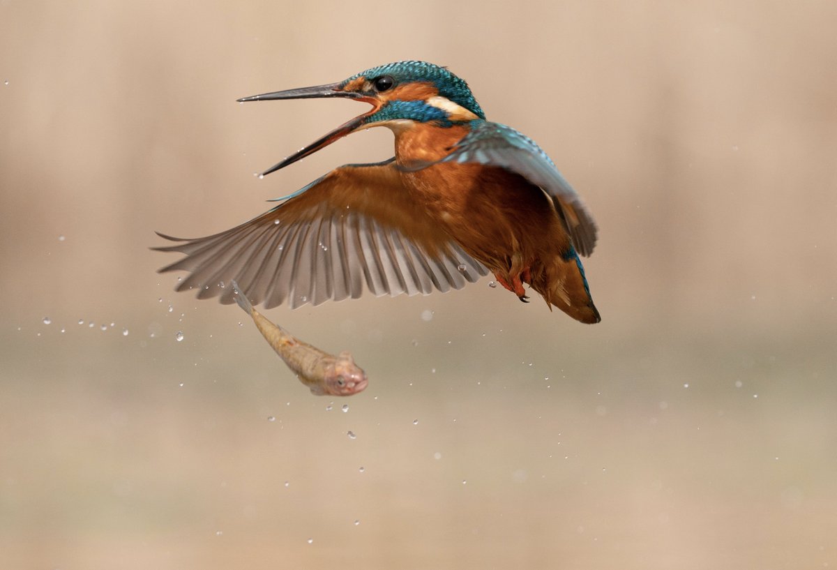 Kingfisher “Lost Catch” 

#BBCWildlifePOTD #BirdsSeenIn2023
<a href="/Natures_Voice/">RSPB</a> @NatureUk <a href="/WildlifeMag/">BBC Wildlife</a> <a href="/BBCSpringwatch/">BBC Springwatch</a>