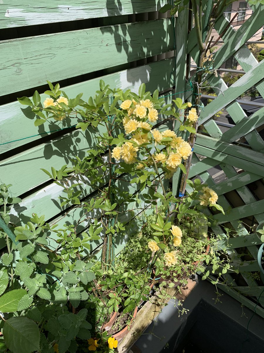 #モッコウバラ
#ガーデニング

今年も咲きました