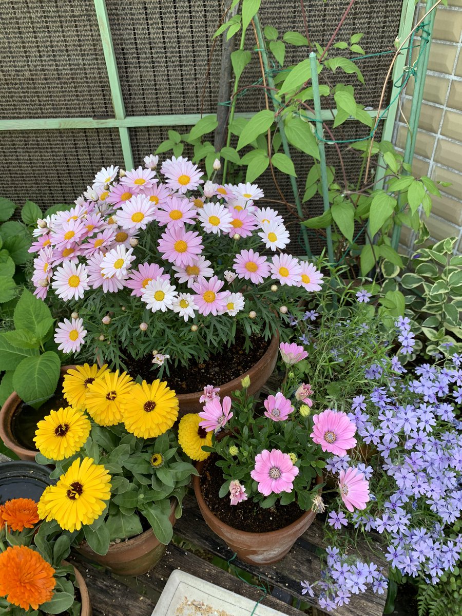 #芝サクラ
#ガーデニング

変わった色が好みで
ほったらかしで育てて
(右端の紫色)

今年も咲きました