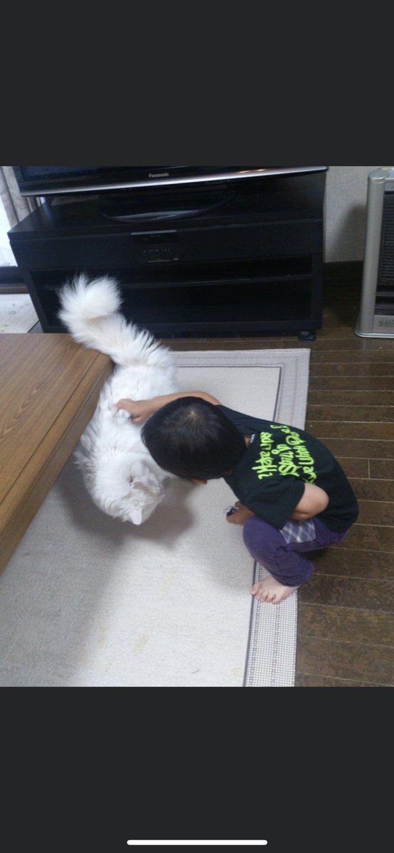 Art__Pi's tweet photo. 化け猫のサイズ感

 #化け猫
 #めいちゃん
 #白猫
  #雑種
 #保護猫 https://t.co/moGr6KBFR2