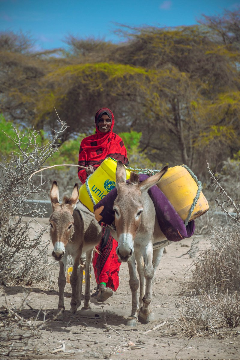 livestock, their only source of livelihood. Thousands of acres of crops were destroyed, and in Kenya alone, 1.4 million livestock died in the final part of last year as a result of drought.
#water #drought #spartanphotography #documentaryfilmmakers #documentary #unicef #donkeys