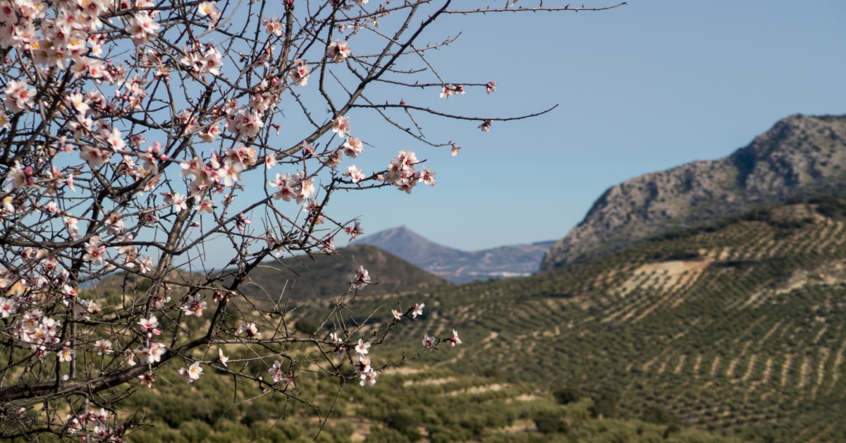 Come for the olives, stay for the sweet, juicy cherries!🌸The cherry trees in Jaén bring a touch of whimsy to the land of olives, reminding us that there's always room for variety in life!🤩🌳   

👉 bit.ly/40ePWWK  

#VisitSpain #SpringInSpain #YouDeserveSpain