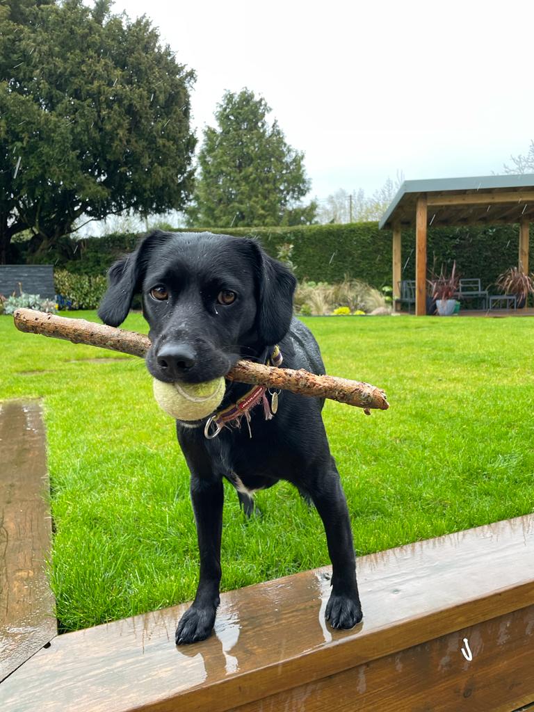 It may be raining, but someone is ready for the stick and ball party.