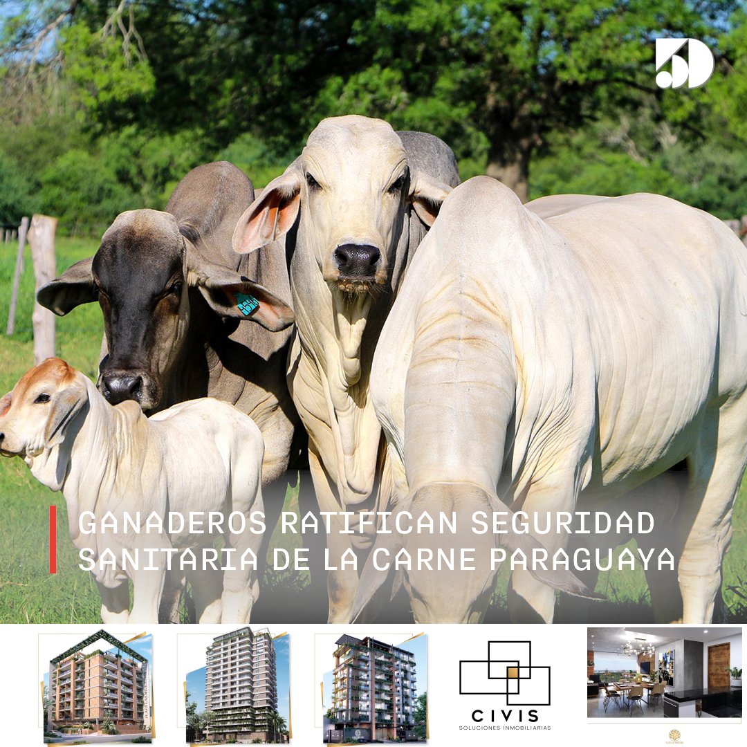 5DiasPy's tweet photo. 🐄💲 𝗘𝗖𝗢𝗡𝗢𝗠𝗜́𝗔 𝗬 𝗙𝗜𝗡𝗔𝗡𝗭𝗔𝗦

Miembros de la Mesa Paraguaya de Carne Sostenible ratificaron en un comunicado que la carne de origen nacional es saludable y confiable para cualquier mercado a nivel mundial.
https://t.co/PPPiHTDX4e https://t.co/Pj1O1P1clG
