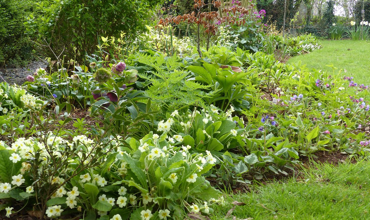 utterly_country's tweet photo. Shady damp bed filled with: primroses, pulmonaria, hellebores, lamium orvala, lamprocapnos, brunnera, dicentra, trollius, sweet cicely, astrantias.... #shadyplants #springborder #dampshade #woodland https://t.co/sBGTwhUFu0