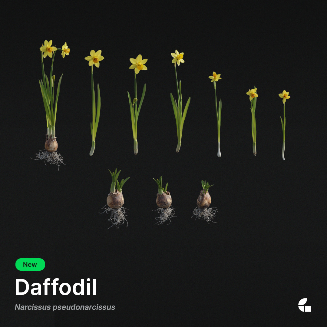 graswald_3d's tweet photo. The daffodil is the yellow queen among the spring bloomers. Its distinctive appearance should not be missing in any garden's spring bed.
You can download this beautiful asset via our webstore!
#daffodil #narcissuspseudonarcissus #gardenglory #graswald #assetlibrary https://t.co/9gWRwKRZ10