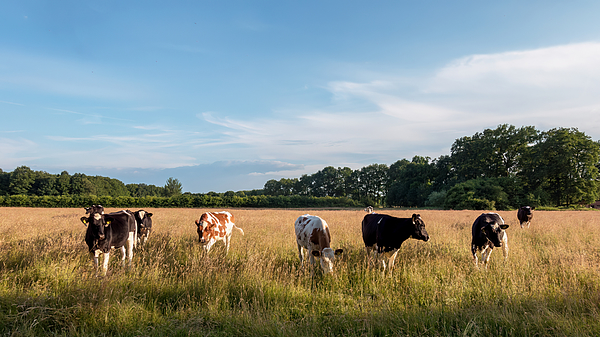 JohnDuur's tweet photo. New artwork for sale! - "Young cows in Winterswijk grassland" - https://t.co/OJGFWa8dFt @fineartamerica https://t.co/TRDo3oBdkm