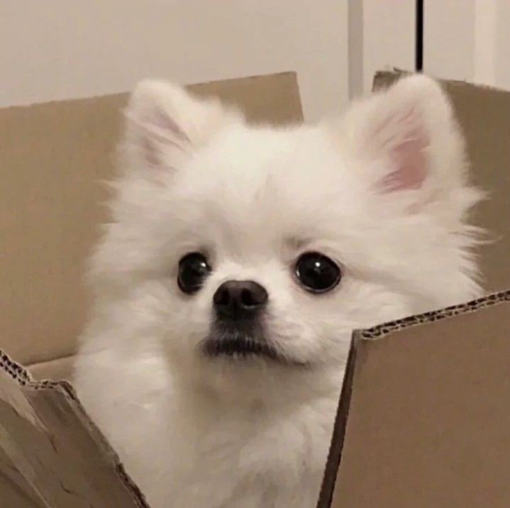 mixxicore's tweet photo. hi friends!! puppjiwoo is an account dedicated to nmixx's #JIWOO kindly like &amp; rt so it can reach more people !!
#엔믹스 #지우 🐾
@NMIXX_official https://t.co/W6W2KT6jF1