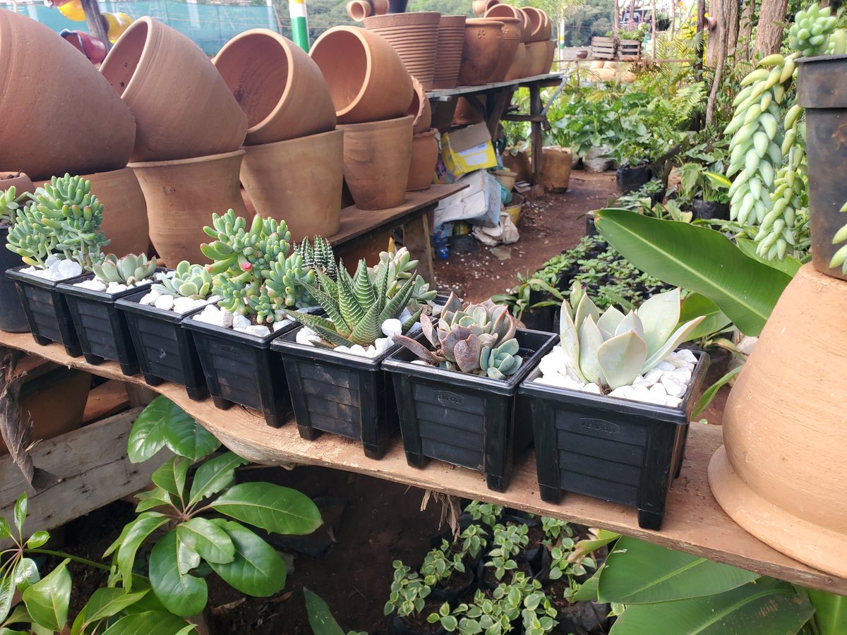 ecoscapesol's tweet photo. Potted succulents available. 
Contact  Ecoscape solutions 
https://t.co/Xc70NMWFX5

#KPLC 
#JKLive 
#babuowino 
#chebukati 
#alfredketer https://t.co/TPhYZxhV71