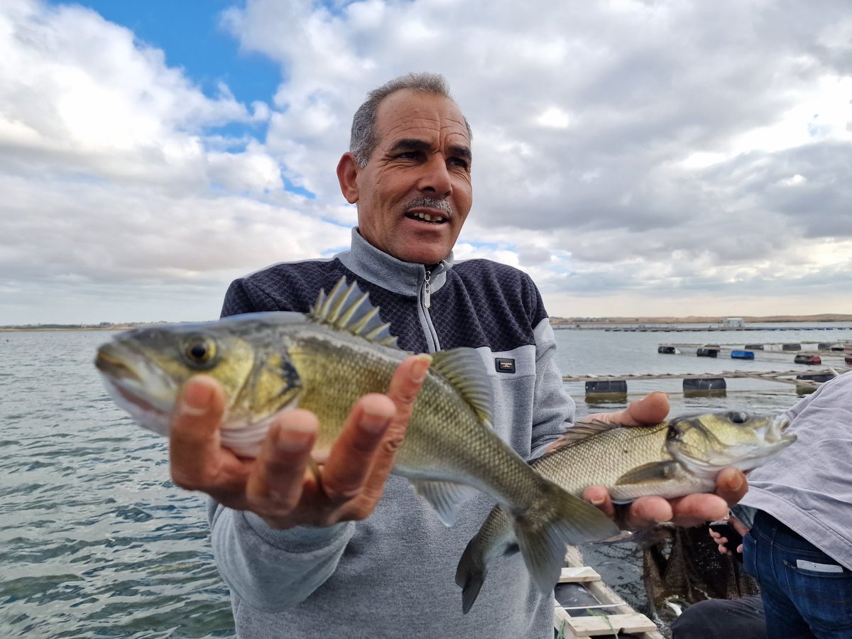 Egypt is taking a significant step towards the development of its aquaculture industry by investing in cage farming. @UN_FAO_GFCM technical tools are playing a critical role in supporting Egypt's efforts to build a sustainable aquaculture sector @LindaFourdain @DrAhmedAlmazrui