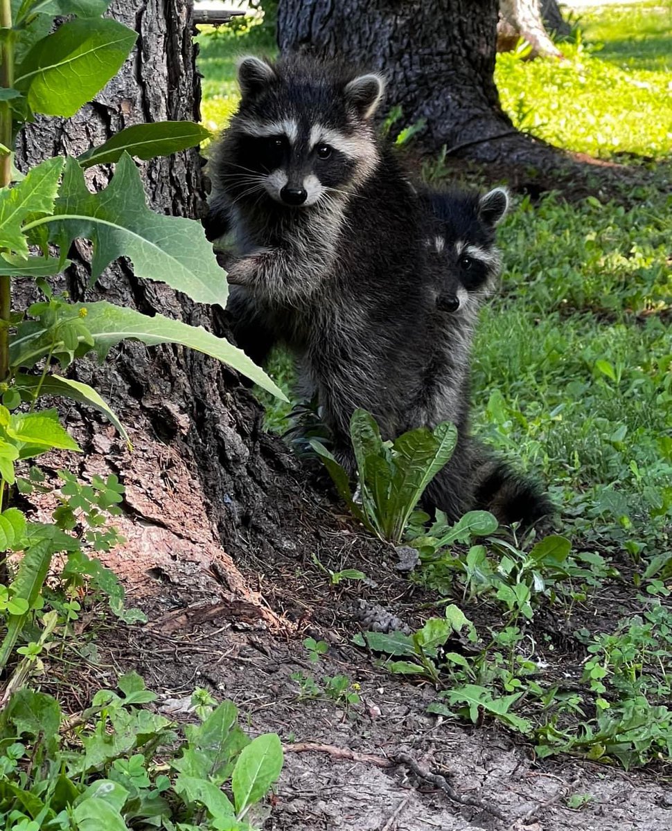 AgatheDeblouz's tweet image. 🦝
#CacheCache #JeudiPhoto