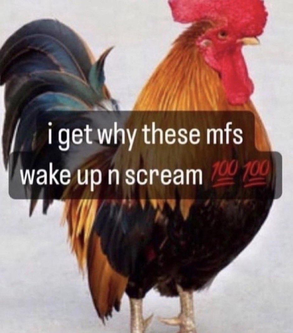 『 Typ mit Katze 』 (@typwithcat) on Twitter photo 