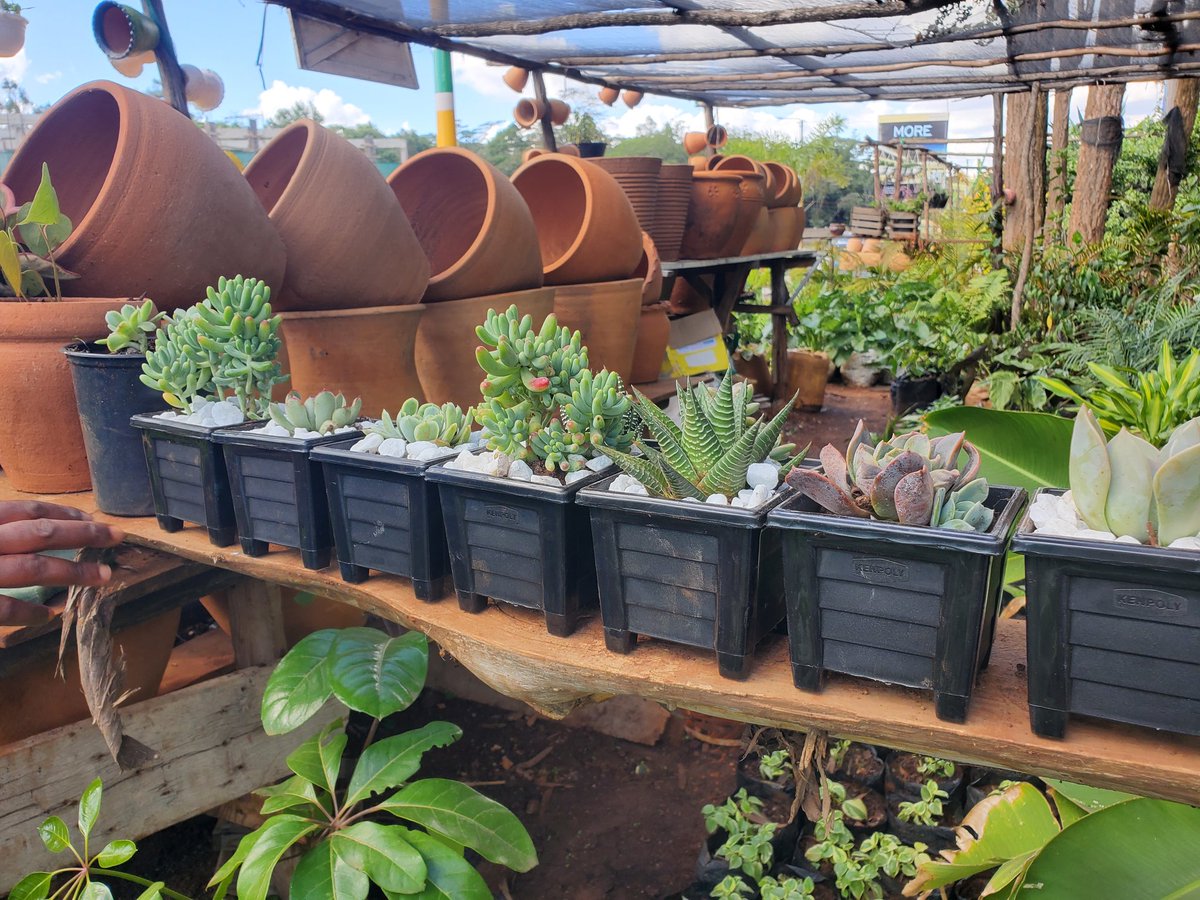 ecoscapesol's tweet photo. Potted succulents available. 
Contact  Ecoscape solutions 
https://t.co/Xc70NMWFX5

#KPLC 
#JKLive 
#babuowino 
#chebukati 
#alfredketer https://t.co/TPhYZxhV71