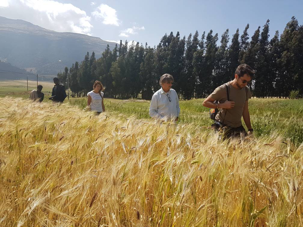 SantAnnaPisa's tweet photo. #Agrobiodiversity #Farming
🌾 The combination between genomics and farmer knowledge can develop new methods to produce a more resilient and productive wheat.
👉 @BiovIntCIAT_eng talks about it: https://t.co/bX39tqB6TD https://t.co/5TV49taQtt