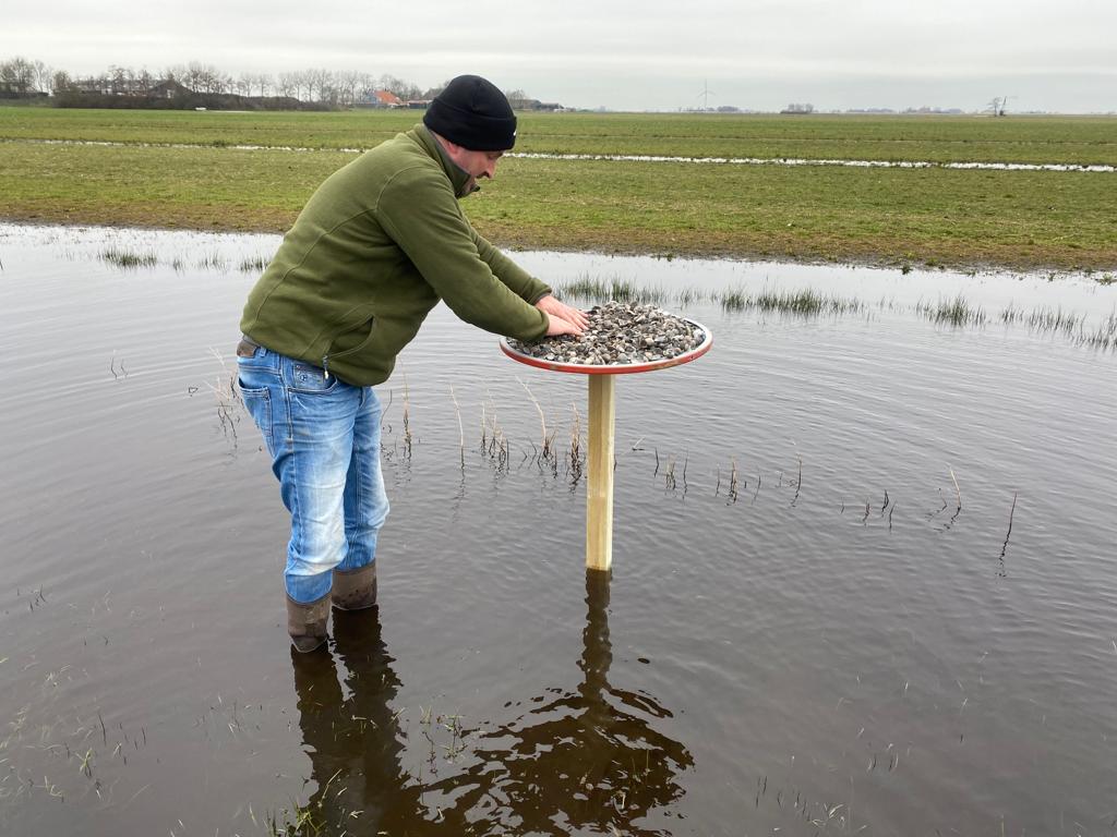 SWFryslan's tweet image. Collectief Súdwestkust heeft met oude verkeersborden van gemeente Súdwest-Fryslân 11 broedplateaus voor Scholeksters gerealiseerd. De plateaus bieden een veilige broedplaats voor de Scholeksters in Súdwest-Fryslân.

#natuurlijkduurzaamvooruit #vitaallandschap #circulaireeconomie