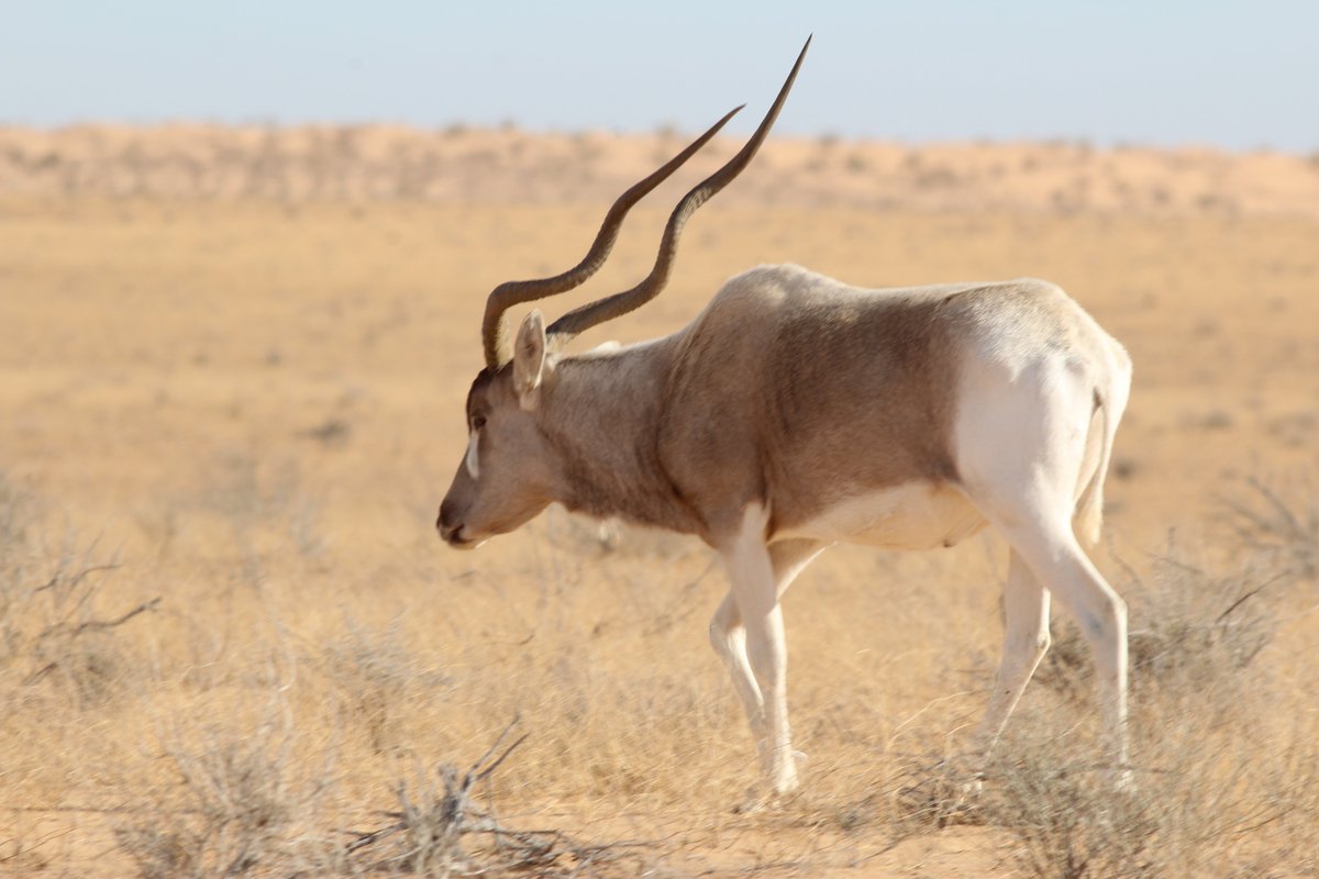 rzss's tweet photo. RZSS WildGenes have undertaken the first global assessment of genetic diversity for the critically endangered addax. The study will inform conservation efforts to help secure a future for this threatened Saharan antelope.

Find out more👉 https://t.co/VaxB1ct2Mt
📷 Marie Petretto https://t.co/e2tlvuZ2RT