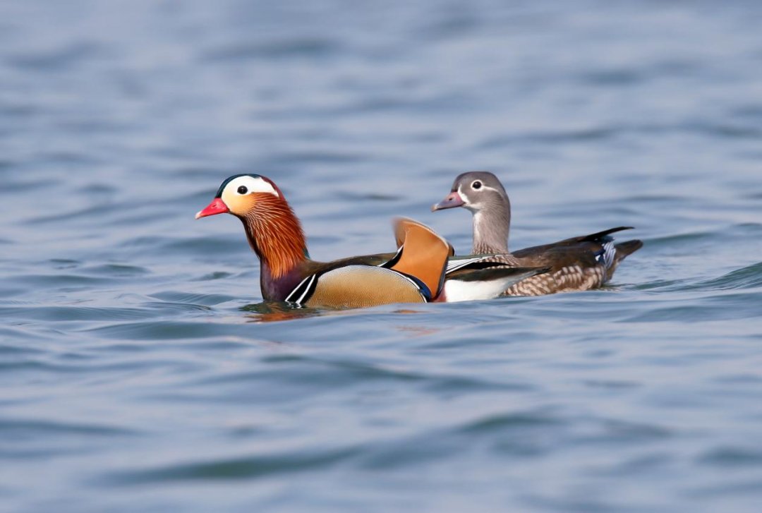iXiaoshan's tweet photo. 👏👏Yandang Wetland in #Xiaoshan district, #Hangzhou, was recently recognized as a #birdwatching destination in #Zhejiang province. 🥳🥳Bird lovers should not miss this place! #DakaChina #WowSpots #ExploreXiaoshan https://t.co/y1GdBdcZYM