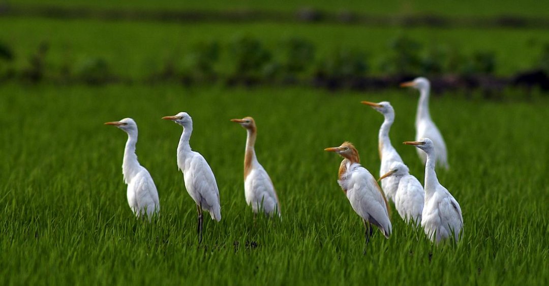 iXiaoshan's tweet photo. 👏👏Yandang Wetland in #Xiaoshan district, #Hangzhou, was recently recognized as a #birdwatching destination in #Zhejiang province. 🥳🥳Bird lovers should not miss this place! #DakaChina #WowSpots #ExploreXiaoshan https://t.co/y1GdBdcZYM
