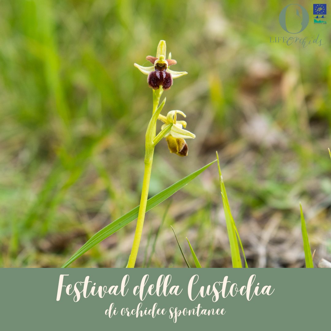Festival della Custodia delle orchidee spontanee 📅🪷
A questo link potrete trovare  uno specchietto comodo per gli appuntamenti di aprile!

instagram.com/p/Cq-M1lFs5Dz/…

#festivaldellacustodia #orchideespontanee #lifeprogramme