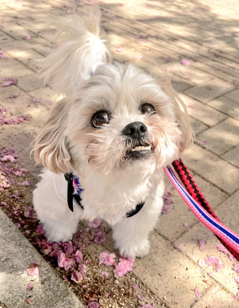 🌈ご協力お願いします🌈
保護犬パーク長居店では写真撮影大歓迎📸そのお写真をご自身のSNSに投稿してもらったり、パークの投稿をリツイートしてもらうとそこから保護犬達を知るきっかけや出会いへと繋がります🍀
ぜひご協力よろしくお願いします🐶
#保護犬カフェ #拡散ボランティア