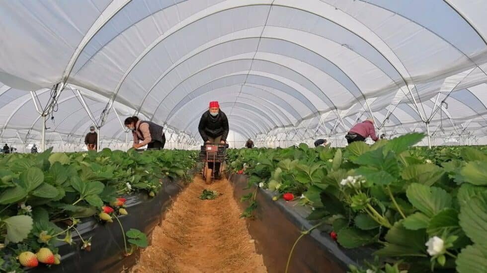 estebandemanuel's tweet photo. El #FalsoDilema en #Doñana parece elegir entre proteger la #biodiversidad de Doñana o proteger la #agricultura intensiva de la fresa. La realidad es que si si seguimos sobre explotando los acuíferos no tendremos ni Doñana, ni agricultura. https://t.co/NgLmAlWrPW