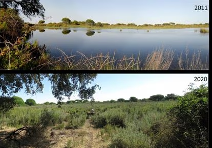estebandemanuel's tweet photo. El #FalsoDilema en #Doñana parece elegir entre proteger la #biodiversidad de Doñana o proteger la #agricultura intensiva de la fresa. La realidad es que si si seguimos sobre explotando los acuíferos no tendremos ni Doñana, ni agricultura. https://t.co/NgLmAlWrPW