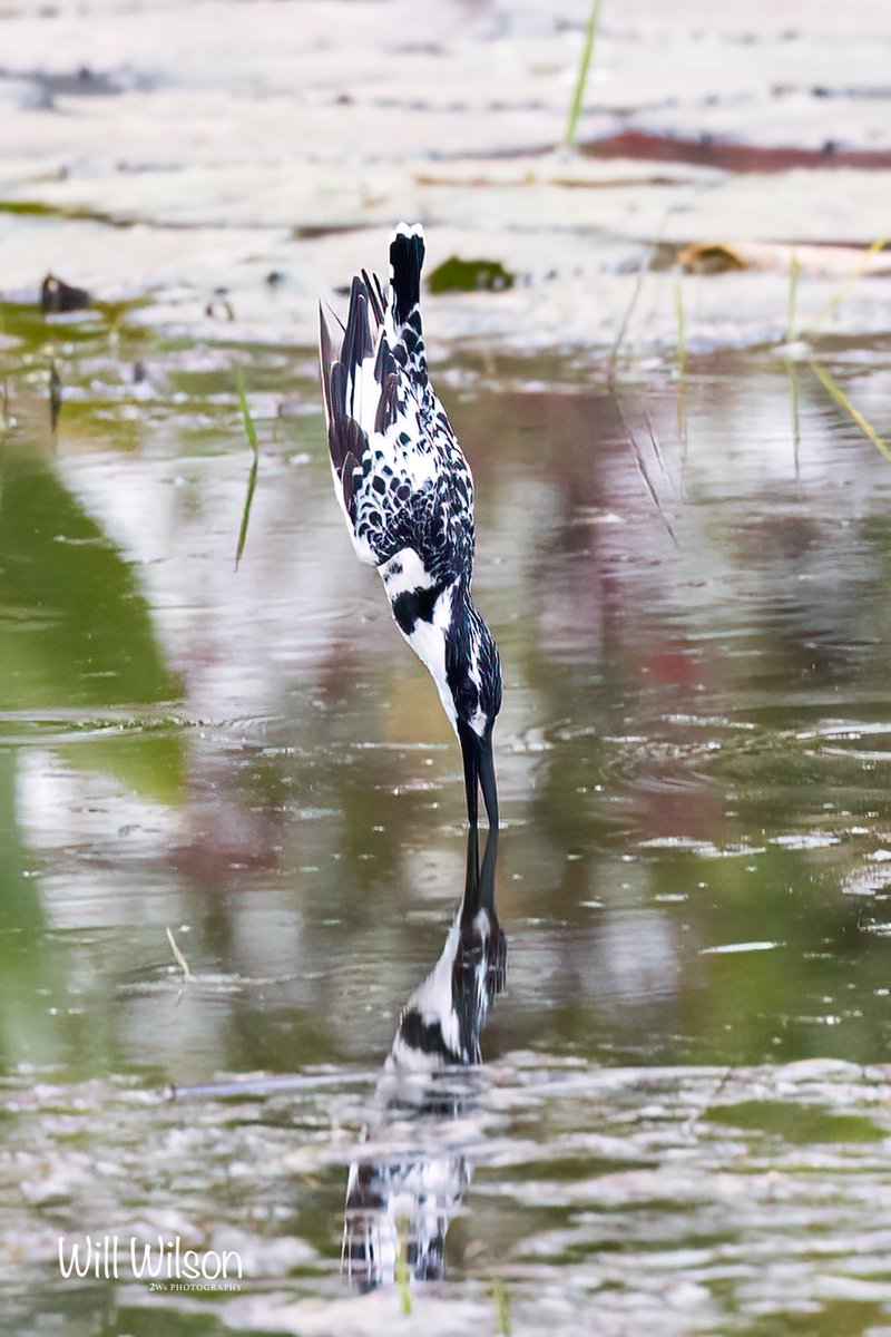 2wsphotography's tweet photo. A female Pied Kingfisher diving for her dinner! Photographed @golf_kigali in #Kigali #Rwanda #RwOT #TwitterNatureCommunity #BirdsOfTwitter https://t.co/GDQVQsKn1N