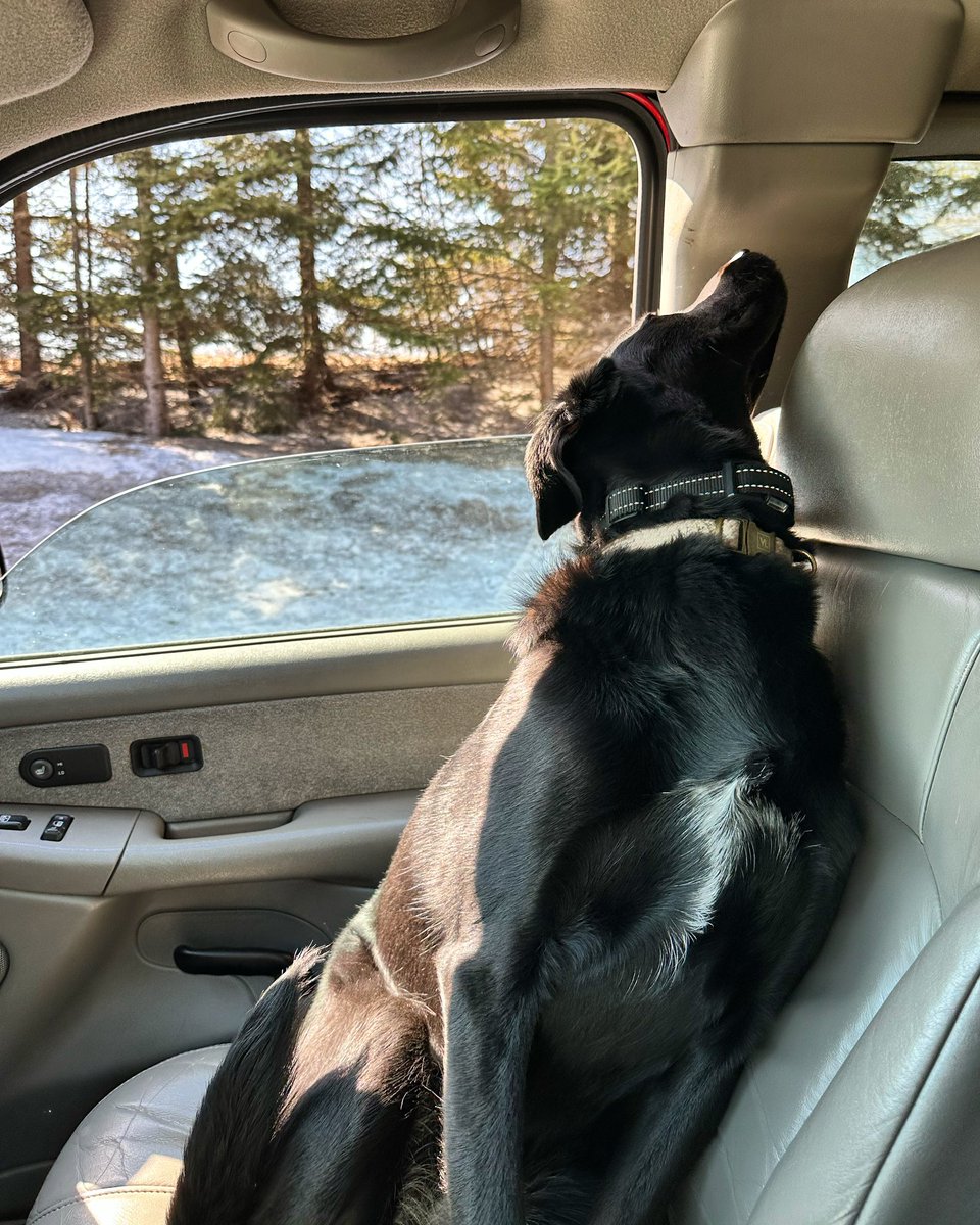 SloppyDog_'s tweet image. Is any of your dogs derpy enough they can’t figure out how to put their face out of you car window. Ours is! #derpydog
