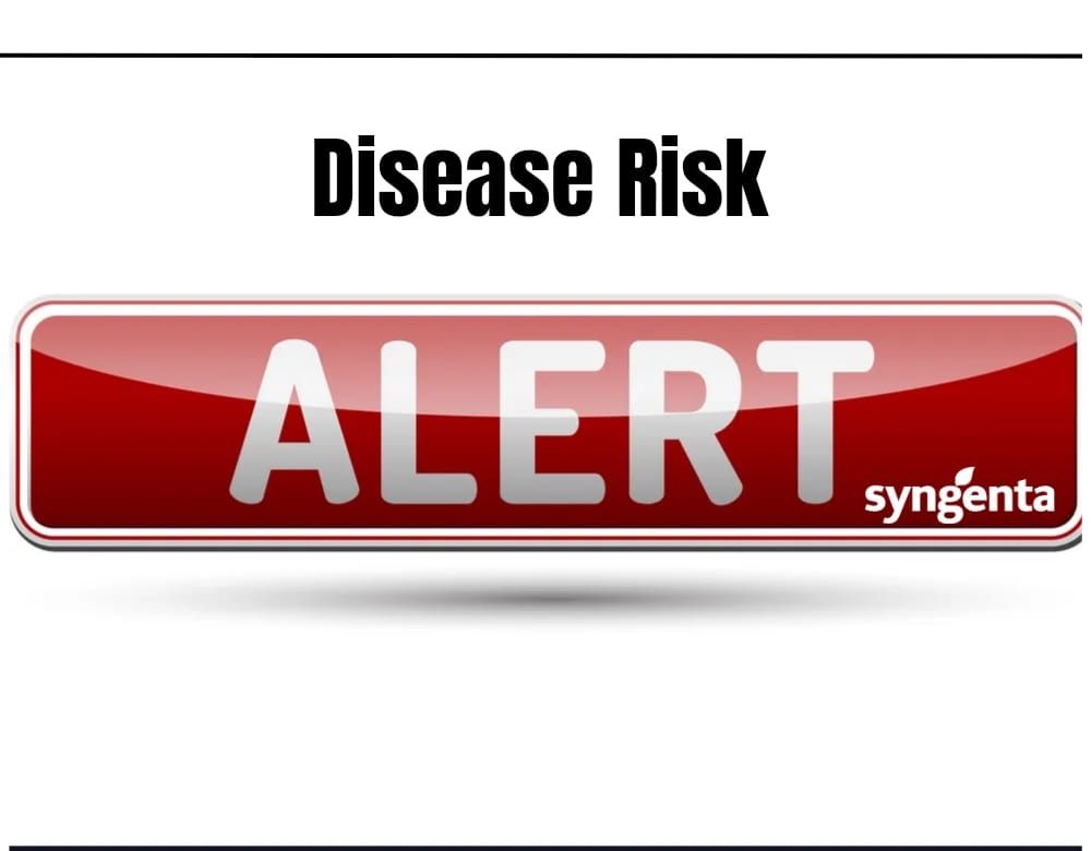 Due to the rains received two days ago in some parts of the country, here are disease warnings for potatoes and tomatoes

#SYNGENTA_DISEASE_RISK_ALERT
5day disease risk forecast:
Date: 2023-04-13
Location: Bulawayo/Goetz,🇿🇼

Potato Early Blight:🥔
M-M-M-M-M
(Low,Moderate,High)