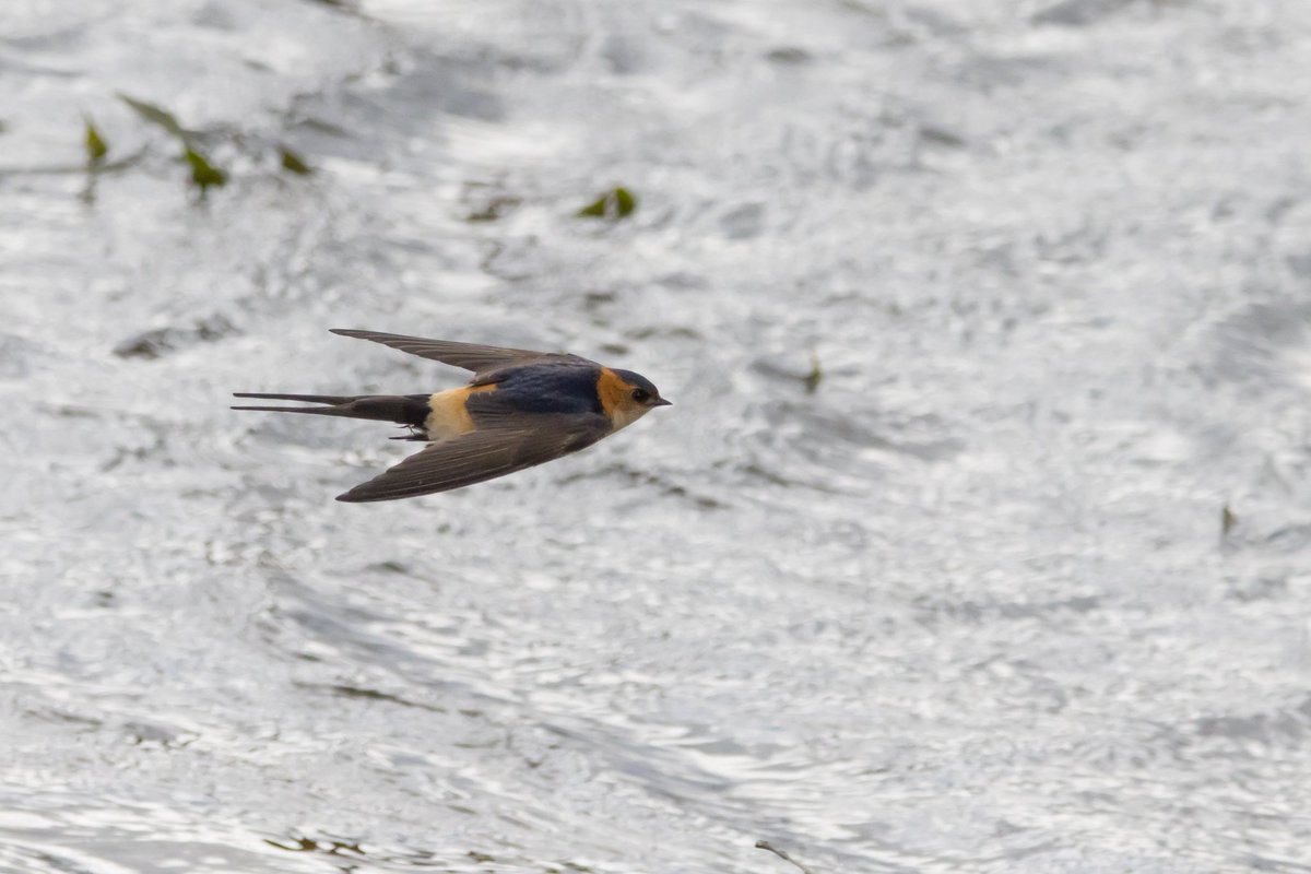 Sophie Dorman tweet media