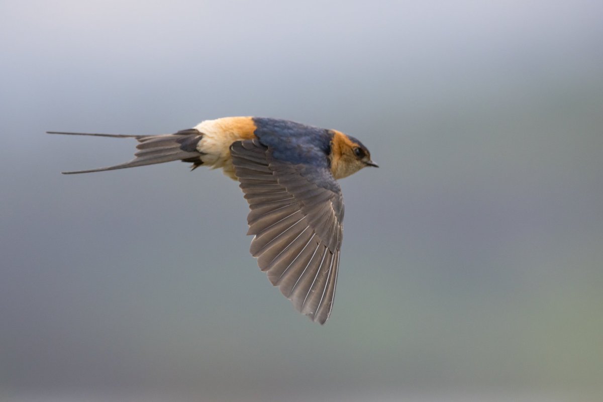 Sophie Dorman tweet media