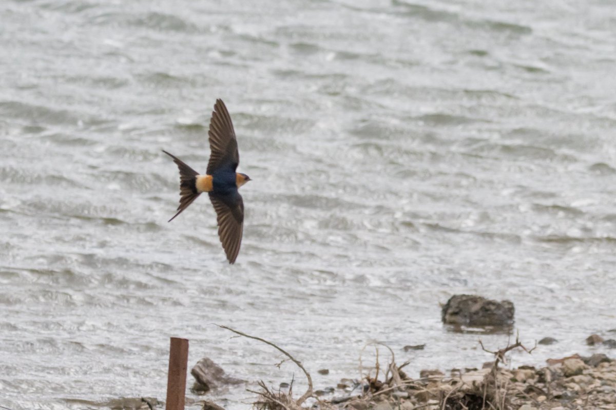 Sophie Dorman tweet media