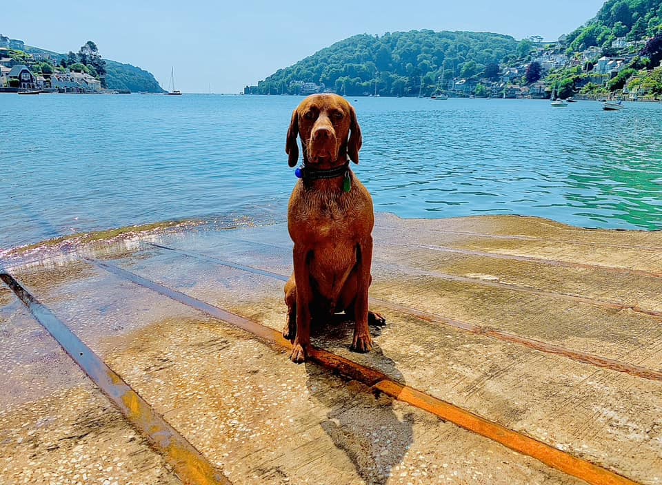 It's Friday so we're sharing our favourite photo from our #NationalPetMonth post! Thanks so much to Nathan Aylett for sharing this photo of his happy pup enjoying the beach! 🐶 Share your pet pics for a chance to be shared next friday! 🦮 #DogsOfDartmouth