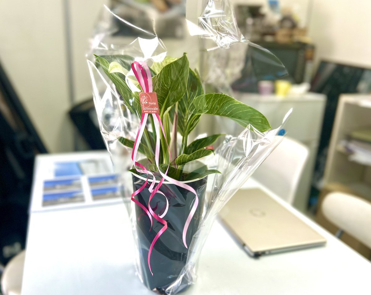 studioshift's tweet photo. スタジオシフト、18周年を迎えました。本日はお花までいただき、ありがとうございます。今までの仕事を動画にまとめました。
https://t.co/UjHtvTUl6p
#甲州信玄 #スタジオシフト #studioshift #深澤竜也デザイン事務所 #スタジオシフト深澤竜也デザイン事務所 #デザイナー深澤竜也
#山梨県 #甲府市 https://t.co/H345oC0UT1