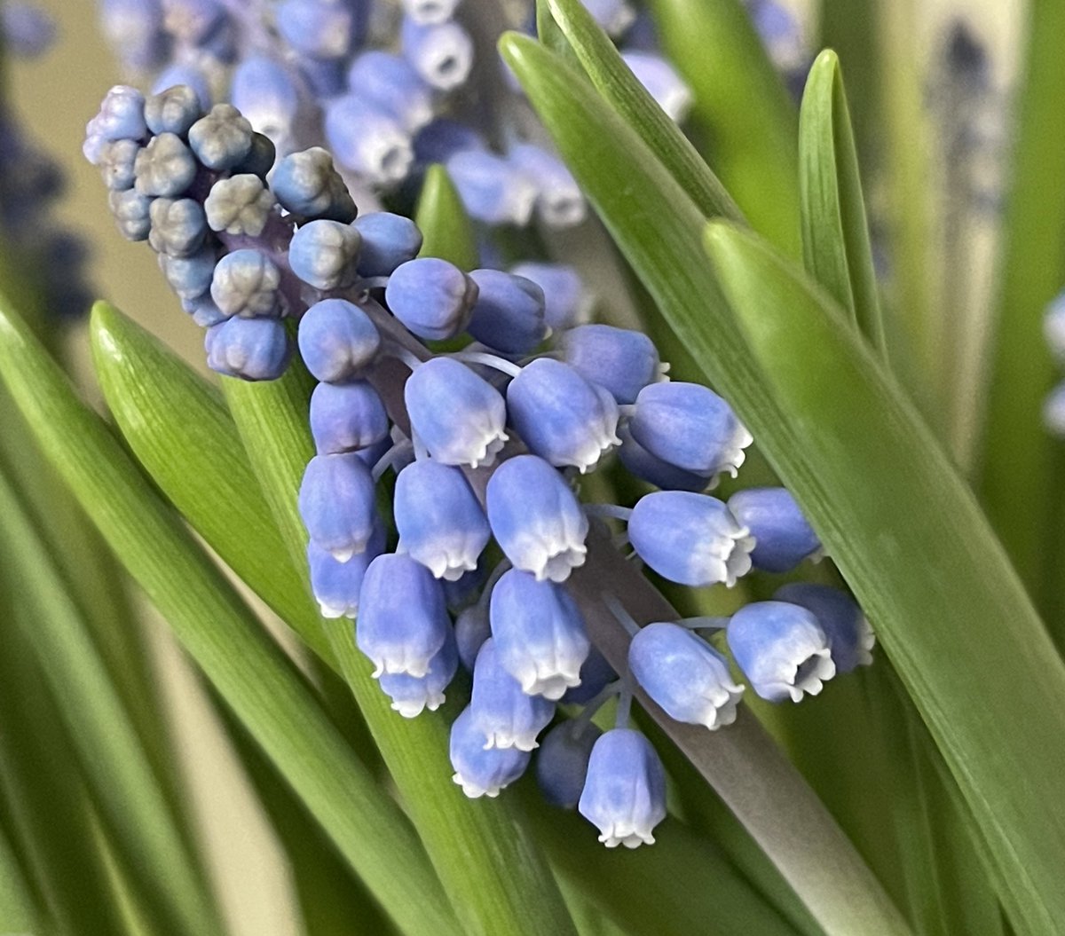 cbcJillDempsey's tweet photo. Sunny. High 29. High UV index. Clear tonight. Low 20. Friday sunny with a high of 27.  @metromorning https://t.co/CPmH7XHHkI