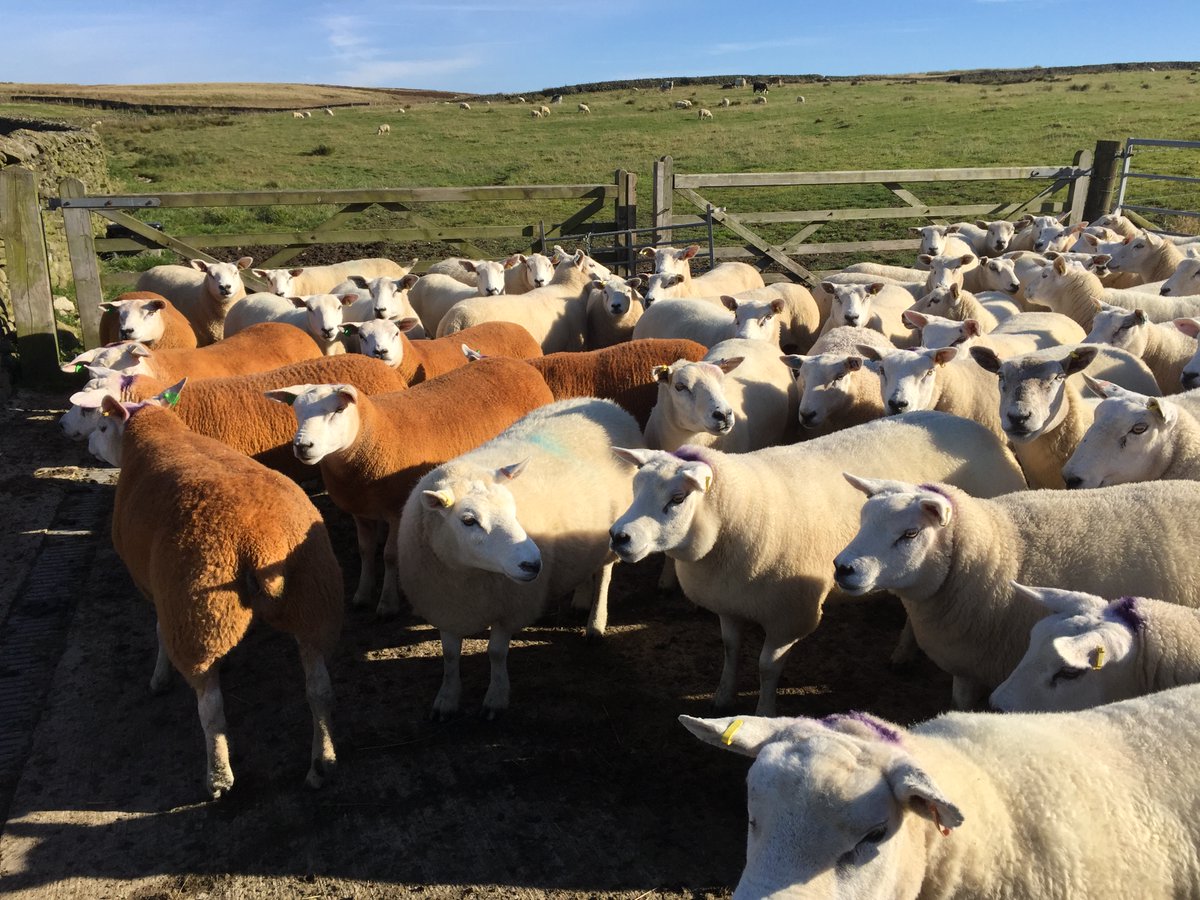 What sort of things do you consider when formulating a ration for Sheep?
Budget?
Feed availability?
Feed efficiency?
Mineral content?

#Rationformulationsoftware #feedingsheep #ewes #lambs #makelifeeasy #DietCheck #softwarepackages #freedemo #free30daydownload