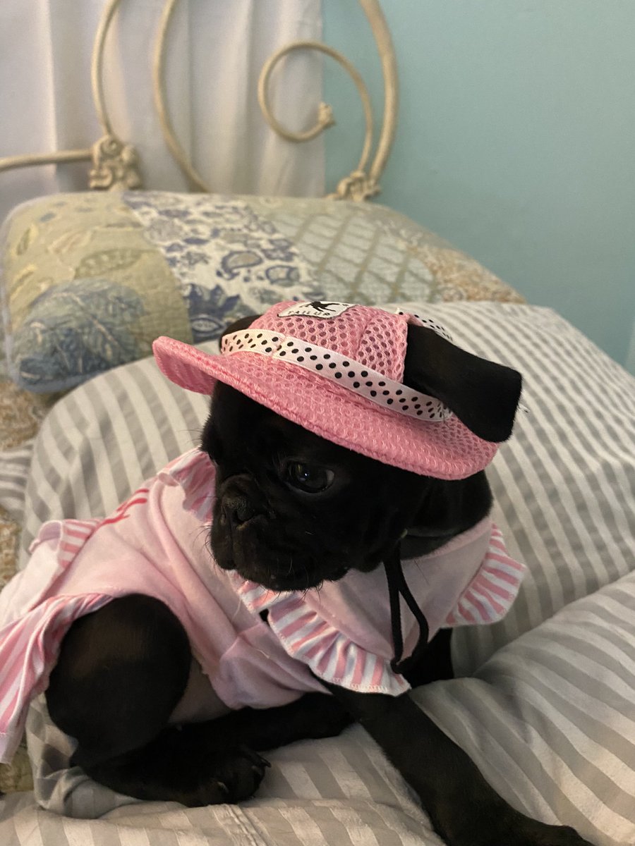 Happy #ThrowbackThursday #pug #puggy #puglife #puglove #pugsoftwitter #Puppies #Dogsarefamily #dogsarelove #dogsoftwitter   The one and only hat photo and dress when Bok Choy was a little puppy❤️🥰 Now she is a nudist🤦🏻‍♀️