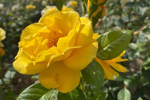 braintumourrsch's tweet photo. Have you got your #RoseForHope yet? Our Rose for Hope is being sold with a minimum of ยฃ1 from the sale of each plant, will be donated to us๐น
Click here to find participating #GardenCentres โก๏ธ https://t.co/ZaI037kxmh https://t.co/Ooe8MCdjrm
